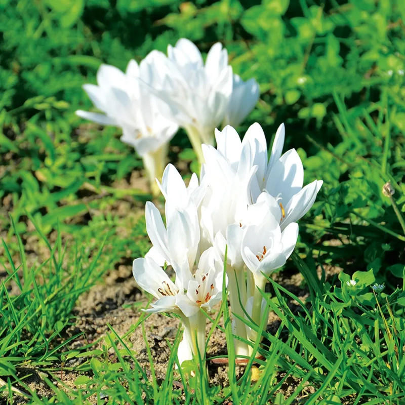 Colchique 'Album' - Colchicum autumnale | Achat direct au producteur