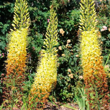 Eremurus 'Moneymaker' - Eremurus | Achat direct au producteur