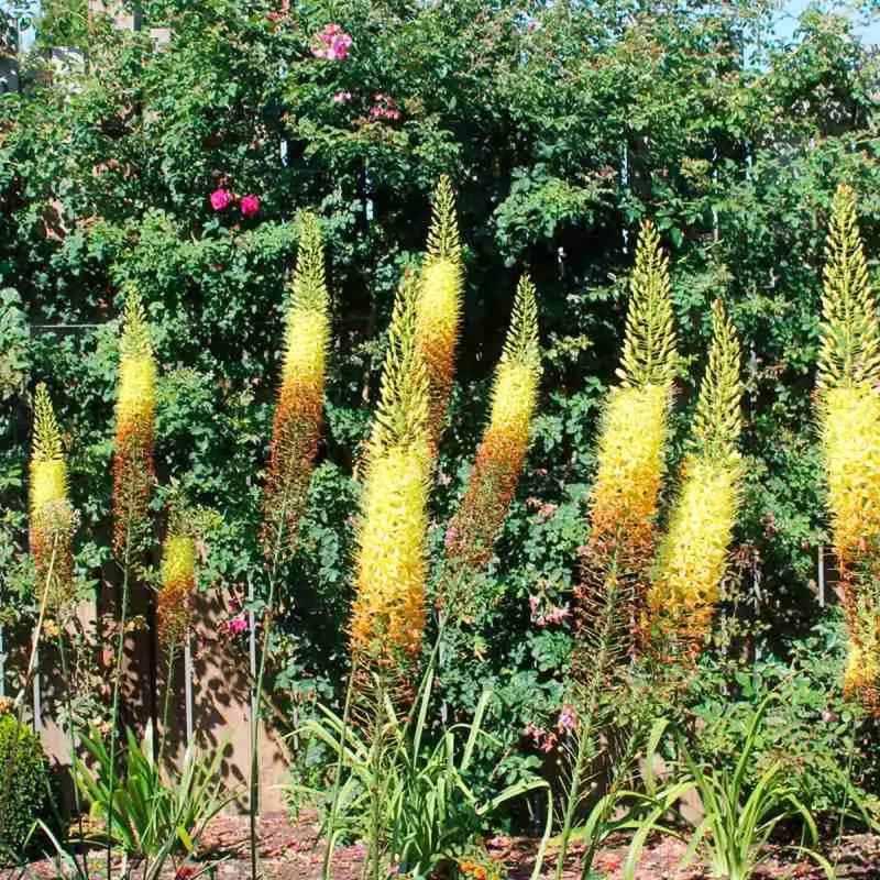 Eremurus 'Moneymaker' - Eremurus | Achat direct au producteur