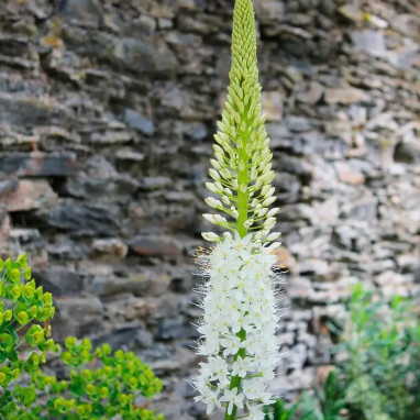 Eremurus himalaïcus - Queue-de-renard | Achat direct au producteur