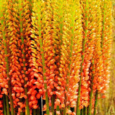 Eremurus 'Cléopatra' - Queue de renard | Achat producteur