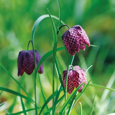 Fritillaire Meleagris Mélange - Fritillaria | Achat direct au producteur