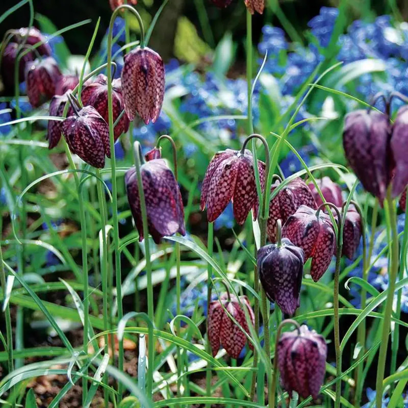 Fritillaire Meleagris Mélange - Fritillaria | Achat direct au producteur