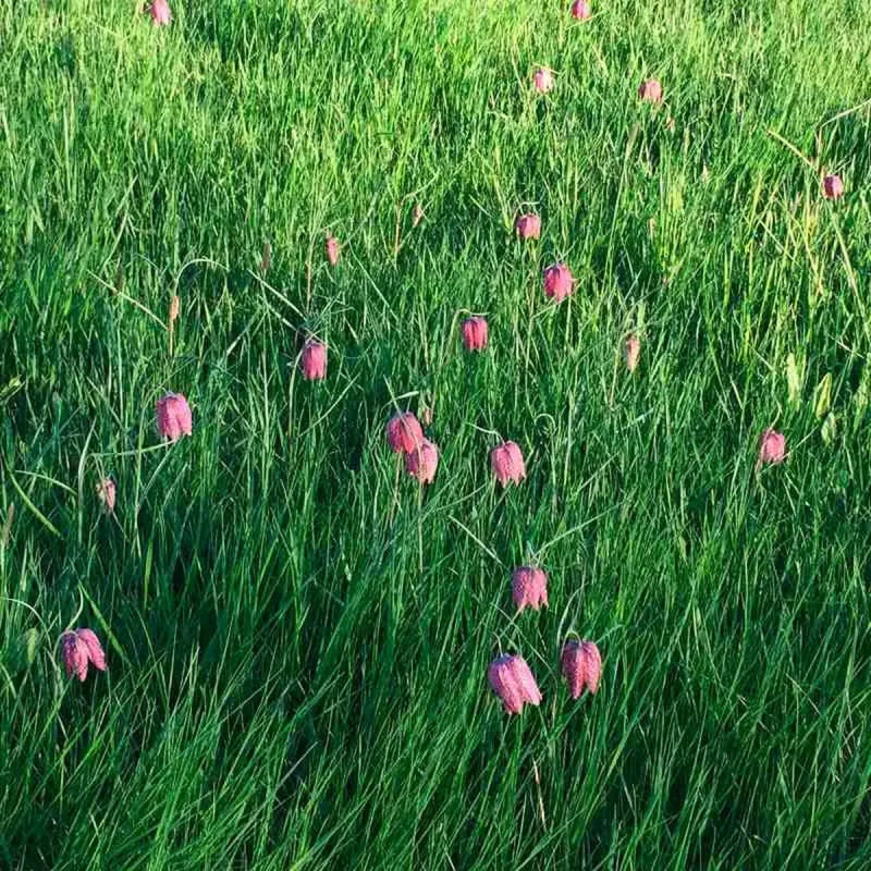 Fritillaire Meleagris Mélange - Fritillaria | Achat direct au producteur