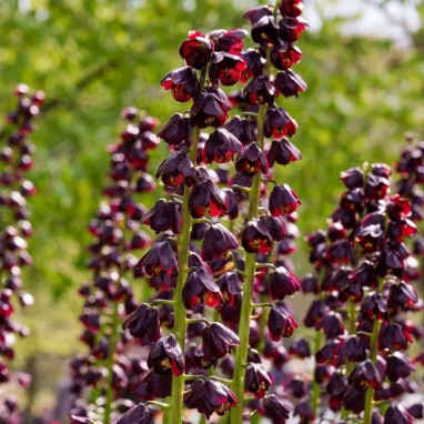 Fritillaire 'Purple Dynamite' - Fritillaria | Achat direct au producteur
