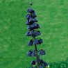 Fritillaire Persica