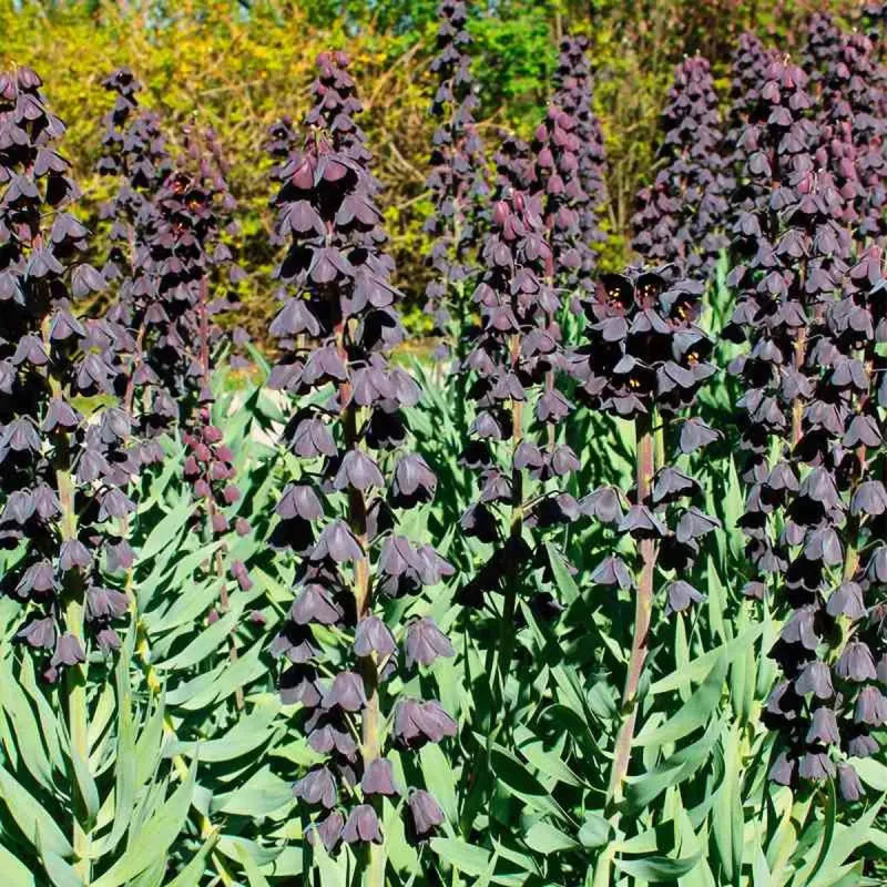 Fritillaire Persica - Fritillaria | Achat direct au producteur