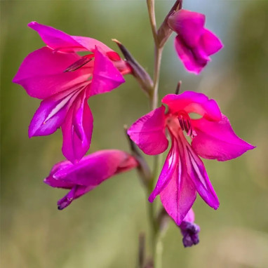 Gladiolus byzantinus - Glaïeul de Byzance | Achat direct au producteur