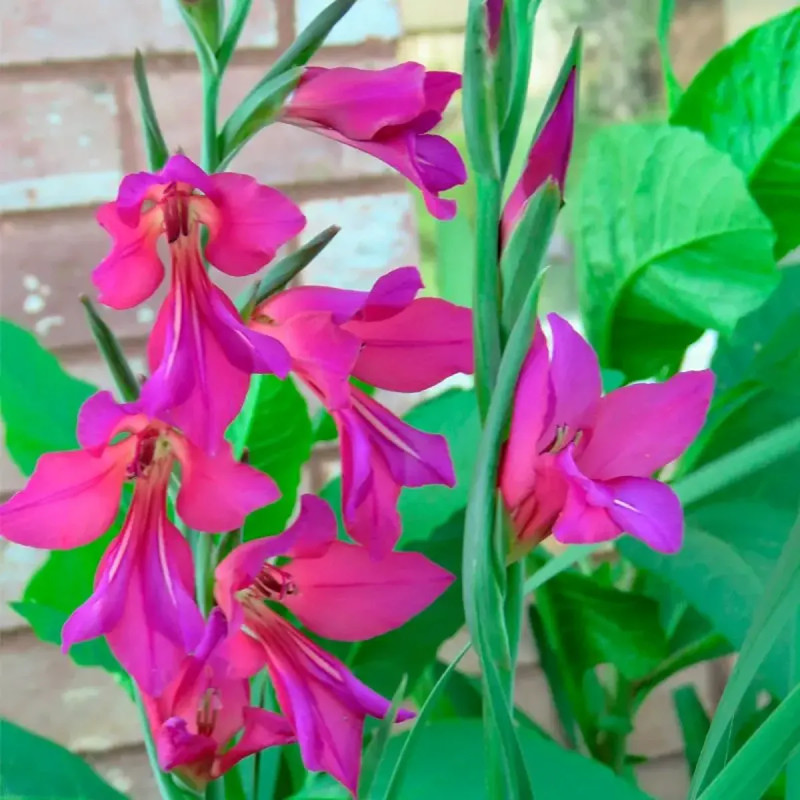 Gladiolus byzantinus - Glaïeul de Byzance | Achat direct au producteur