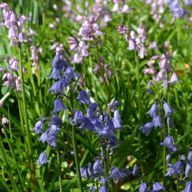 Jacinthe d'Espagne Mélange - Hyacinthoides | Achat direct au producteur