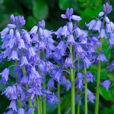 Jacinthe des bois - Hyacinthoides non scripta | Achat producteur