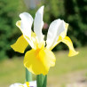 Iris Hollandica Apollo