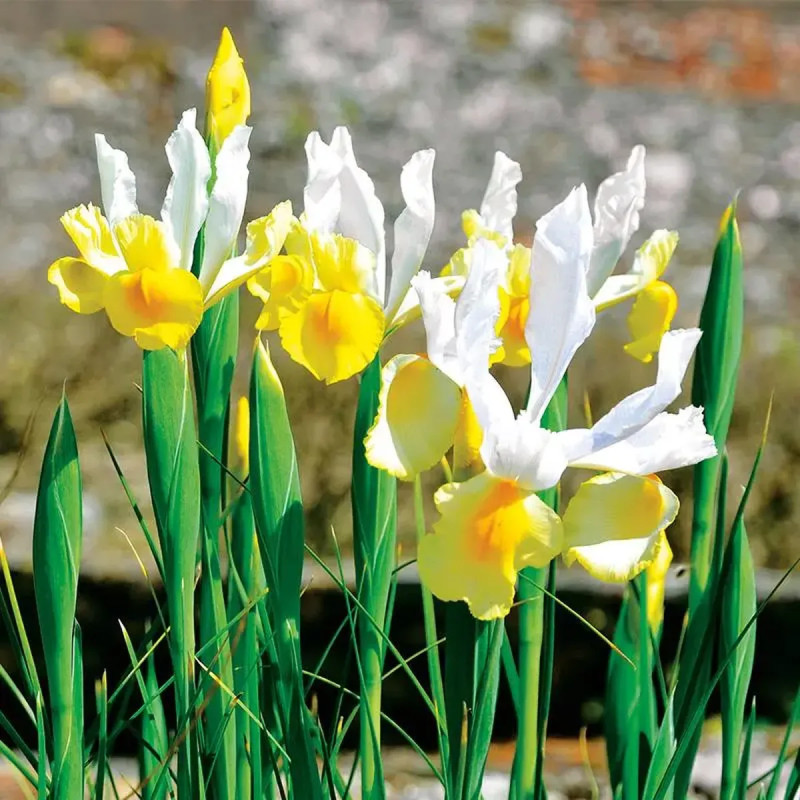 Iris de Hollande 'Apollo' - Iris hollandica | Achat producteur