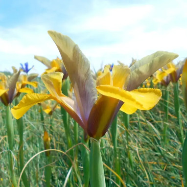 Iris 'Bronze Perfection' - Iris hollandica | Achat direct au producteur
