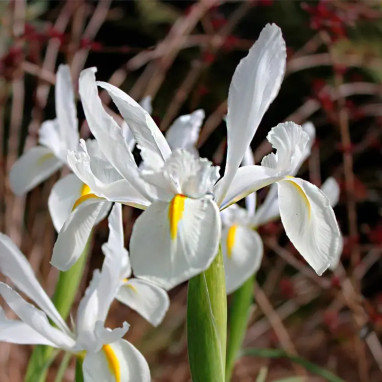 Iris Hollandica 'Casablanca' - Iris | Achat direct au producteur