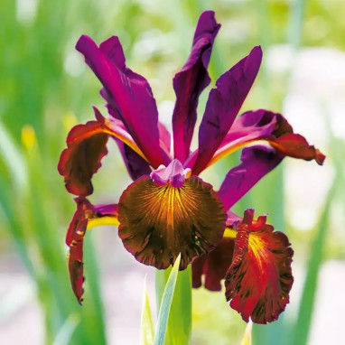 Iris 'Red Ember' - Iris hollandica | Achat direct au producteur