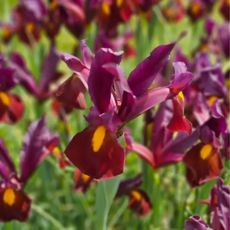 Iris 'Red Ember' - Iris hollandica | Achat direct au producteur