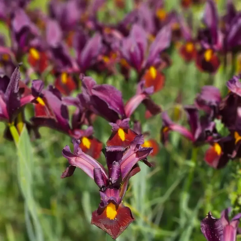 Iris 'Red Ember' - Iris hollandica | Achat direct au producteur