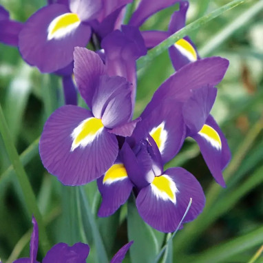 Iris 'Purple Sensation' - Iris hollandica | Achat direct au producteur