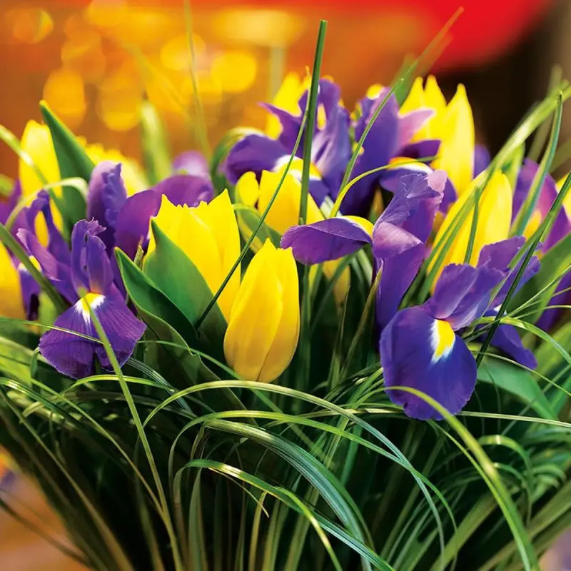 Iris 'Purple Sensation' - Iris hollandica | Achat direct au producteur