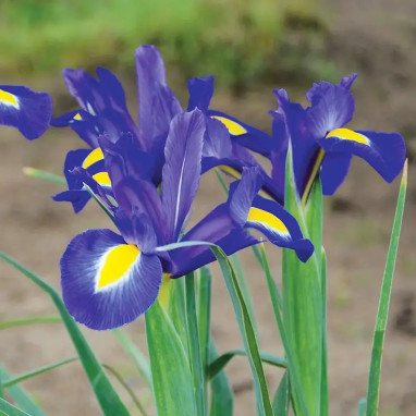 Iris hollandica 'Blue Magic' - Iris | Achat direct au producteur