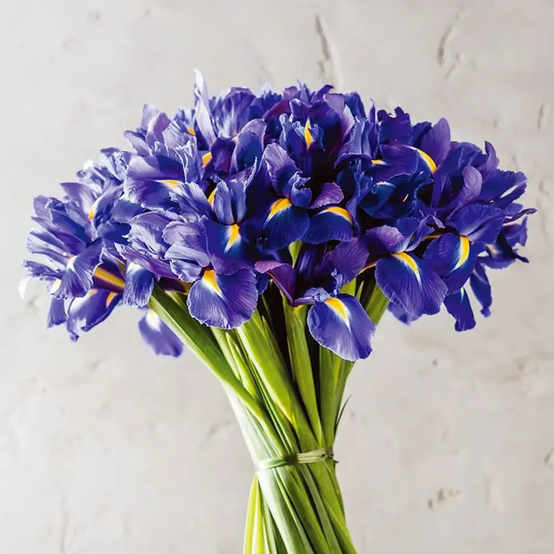 Iris hollandica 'Blue Magic' - Iris | Achat direct au producteur