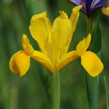 Iris bulbeux 'Golden Beauty' - Iris hollandica | Achat producteur