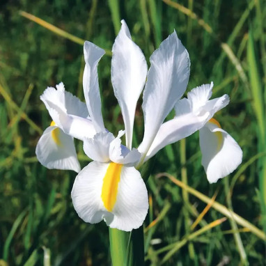 Iris Hollandica Saturnus