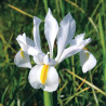 Iris Hollandica Saturnus