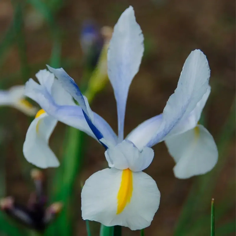 Iris hollandica 'Saturnus' - Iris | Achat direct au producteur
