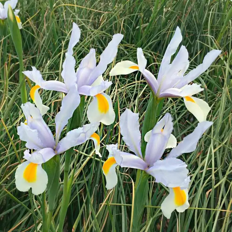 Iris hollandica 'Saturnus' - Iris | Achat direct au producteur