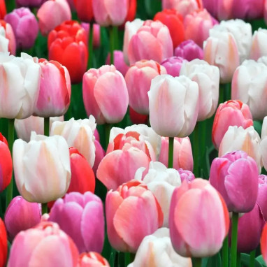 Assortiment Tulipe Pride - Tulipa | Achat direct au producteur