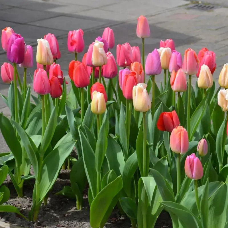 Assortiment Tulipe Pride - Tulipa | Achat direct au producteur