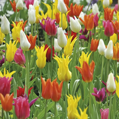 Assortiment Tulipe Mykonos - Tulipa | Achat direct au producteur