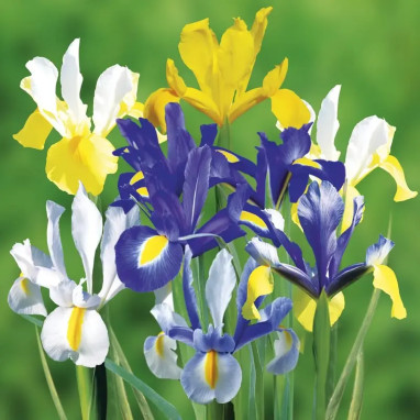 Iris Hollandica Mélange - Iris | Achat direct au producteur