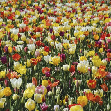 Assortiment Tulipe Hawaï - Tulipa | Achat direct au producteur