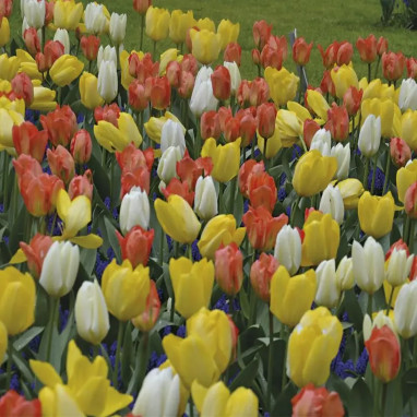 Assortiment Tulipe Ibiza - Tulipa | Achat direct au producteur