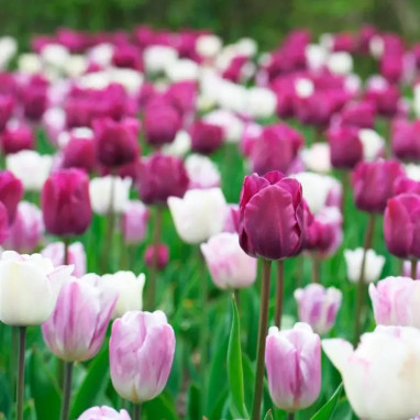Assortiment Tulipe 'Marie Galante' - Tulipa | Achat direct au producteur