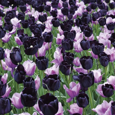 Assortiment Tulipe Martinique - Tulipa | Achat direct au producteur