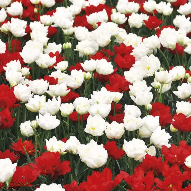 Tulipe 'Saint Pierre et Miquelon' - Tulipa | Achat producteur