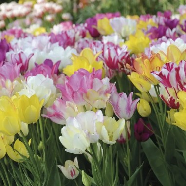 Tulipe 'Sainte Lucie' - Assortiment bulbes | Achat direct au producteur