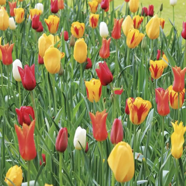Assortiment Tulipe Sardaigne - Tulipa | Achat direct au producteur