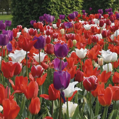Assortiment Tulipe Zanzibar - Tulipa | Achat direct au producteur