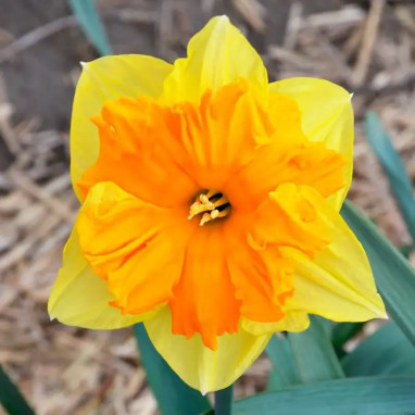 Narcisse Decasplit 'Mondragon' - Narcissus | Achat direct au producteur
