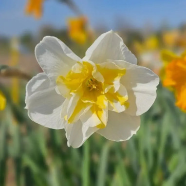 Narcisse 'Lemon Beauty' - Narcissus | Achat direct au producteur
