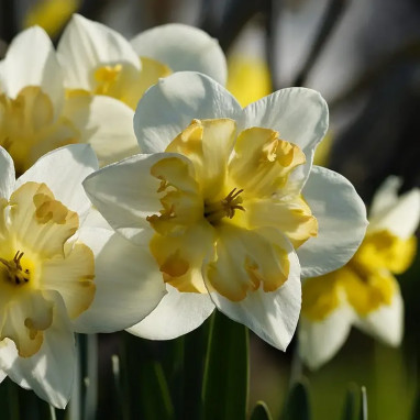 Narcisse Decasplit 'Cassata' - Narcissus | Achat direct au producteur