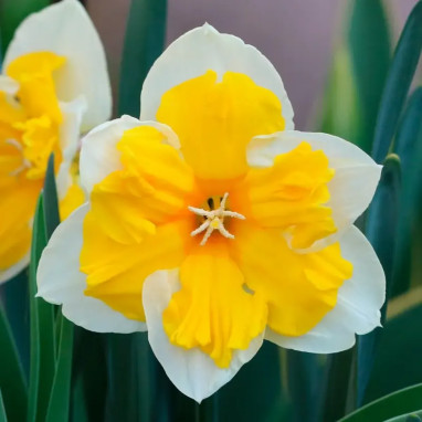 Narcisse Decasplit 'Orangery' - Narcissus | Achat direct au producteur