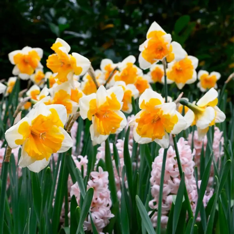 Narcisse Decasplit 'Orangery' - Narcissus | Achat direct au producteur