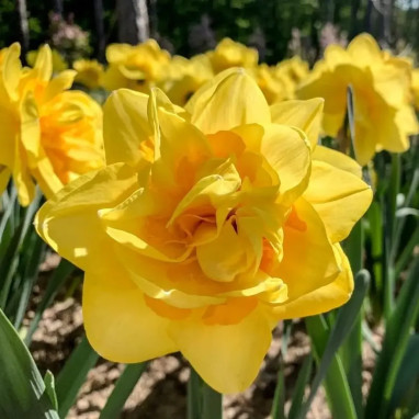 Narcisse Double 'Apothéose' - Narcissus | Achat direct au producteur