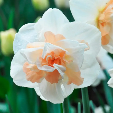 Narcisse double 'Delnashaugh' - Narcissus | Achat direct au producteur